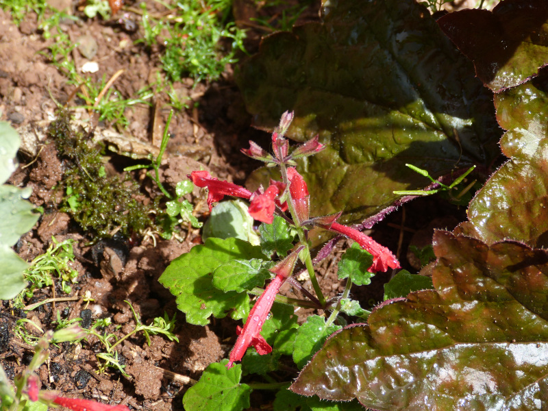 Salvia roemeriana.JPG