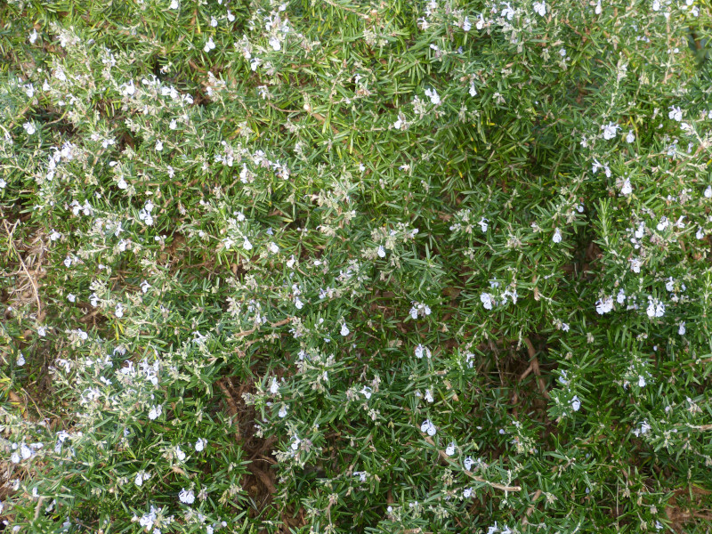 Salvia rosmarianus Prostrate form.JPG