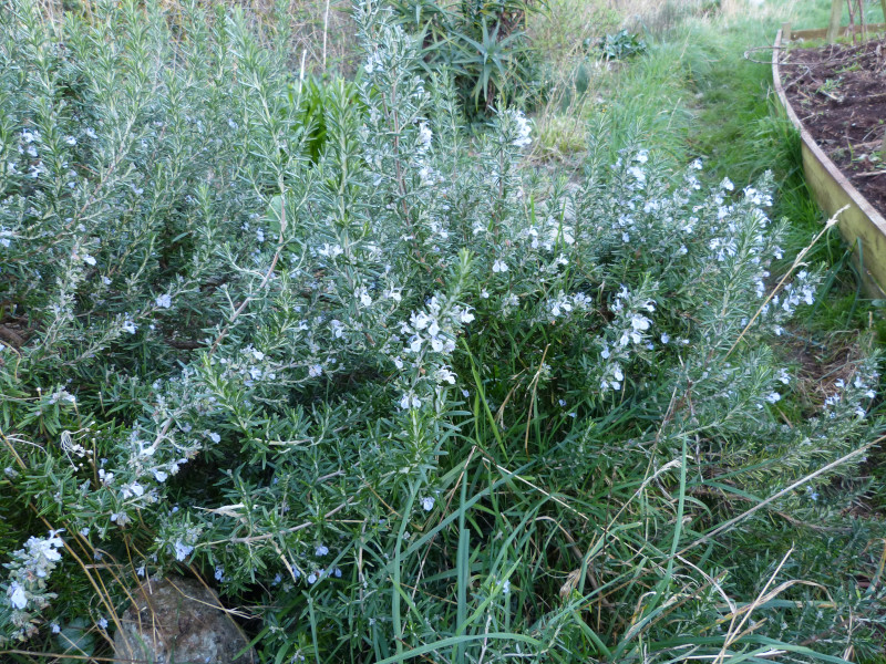 Salvia rosmarinus 1.JPG