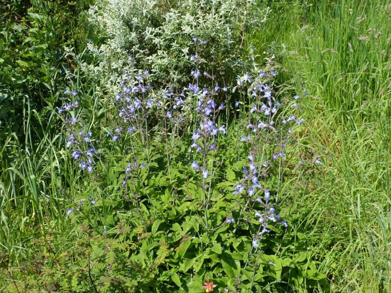 Salvia sclarea.JPG