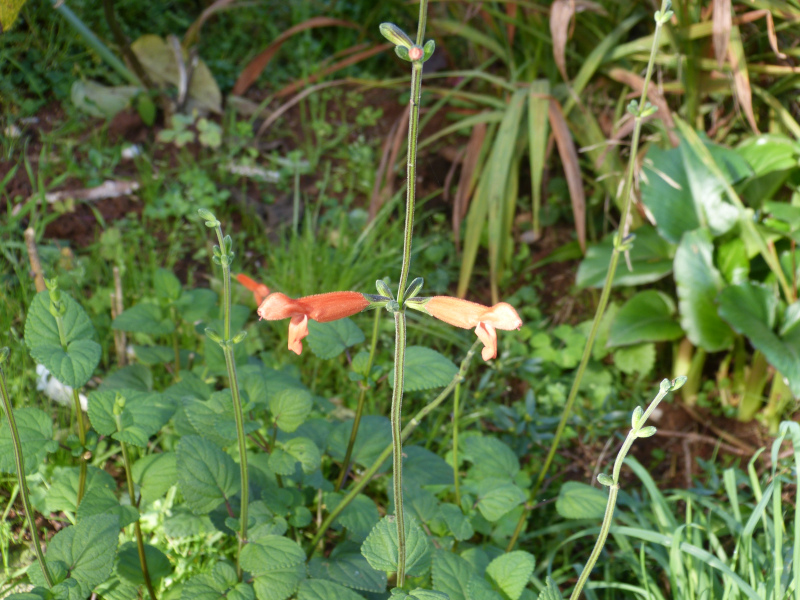 Salvia stolonifera 2.JPG