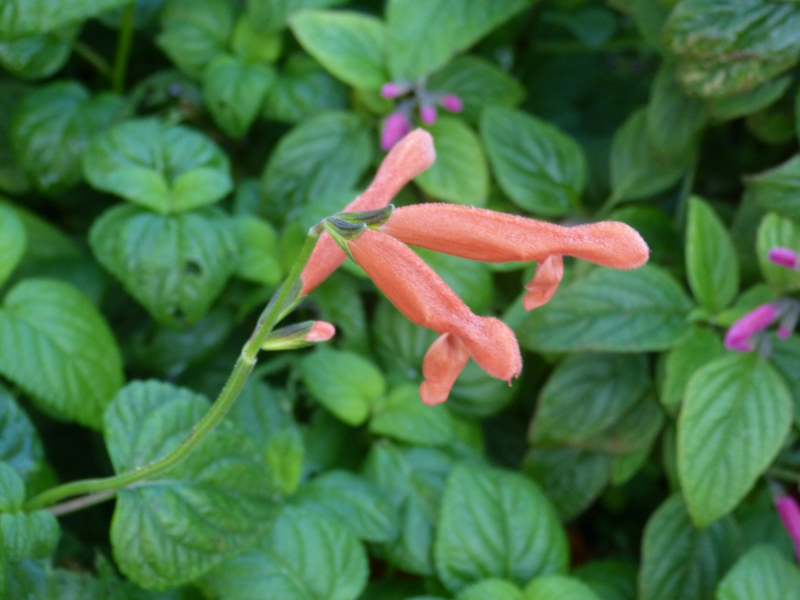 Salvia stolonifera.JPG