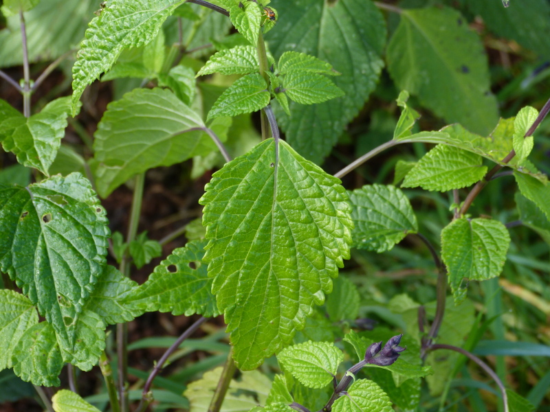 Salvia unknown leaf.JPG