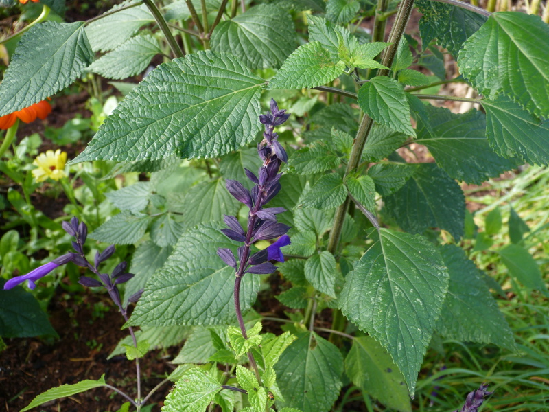 Salvia unknown spike.JPG