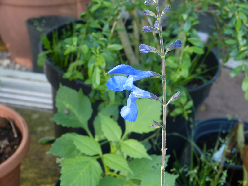 Salvia vitifolia.JPG