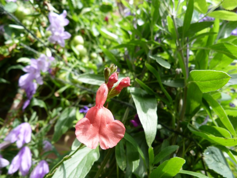 Salvias and Coryopteris 11 August 2012 003.JPG