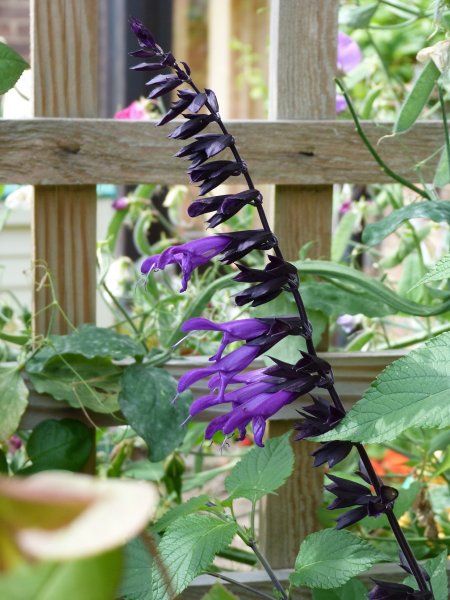 Salvias and Coryopteris 11 August 2012 004.JPG