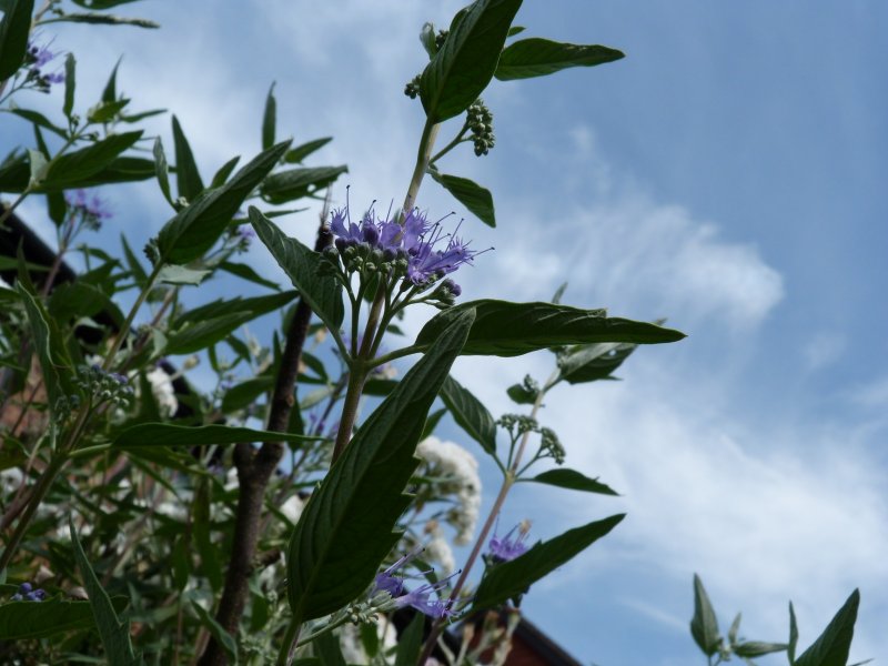 Salvias and Coryopteris 11 August 2012 006.JPG