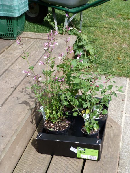 Salvias from Dysons Nurseries 22 August 2012 001.JPG