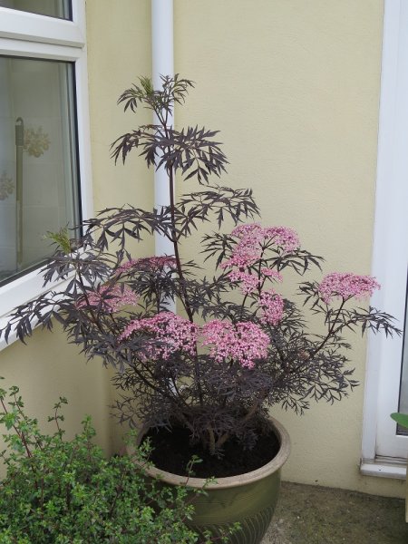 Sambucus 'Black Lace' (1).JPG