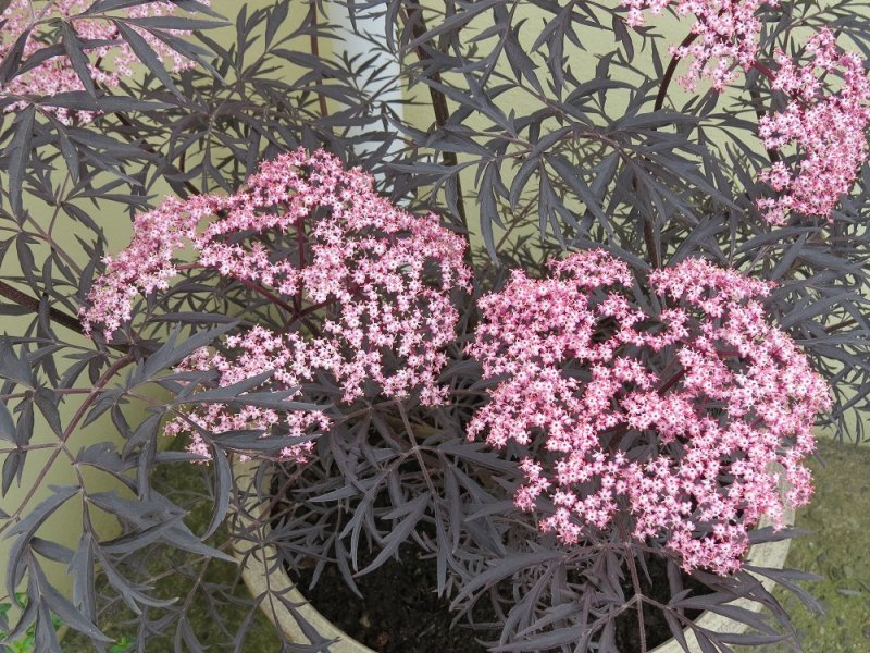 Sambucus 'Black Lace' (2).JPG