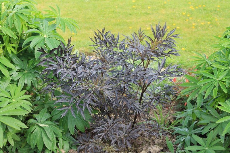 Sambucus.JPG