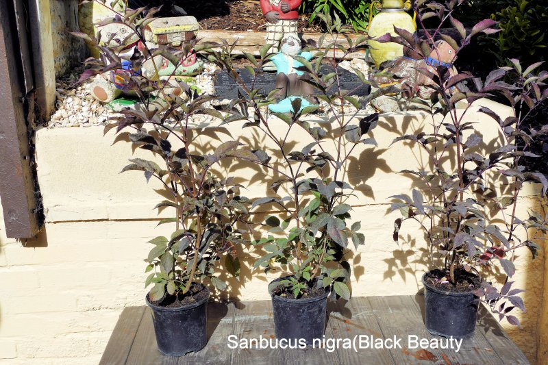 sambucus nigra.jpg