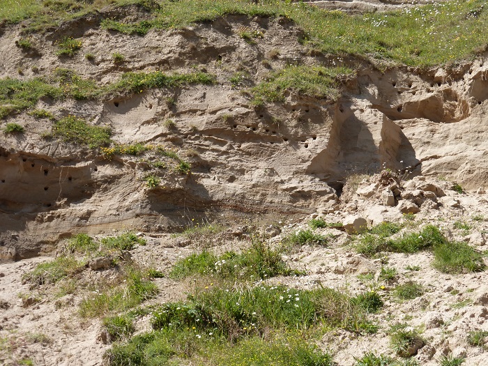 sand martins1.jpg