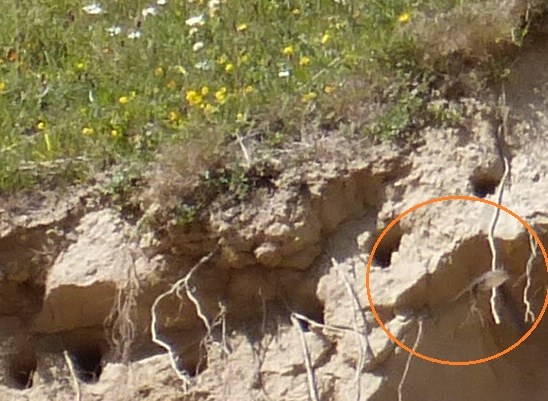 sand martins2.jpg