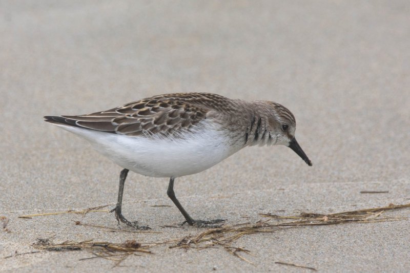 Sand Piper GC.jpg