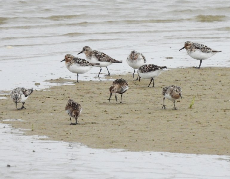 Sanderings and Dunlin 2.JPG