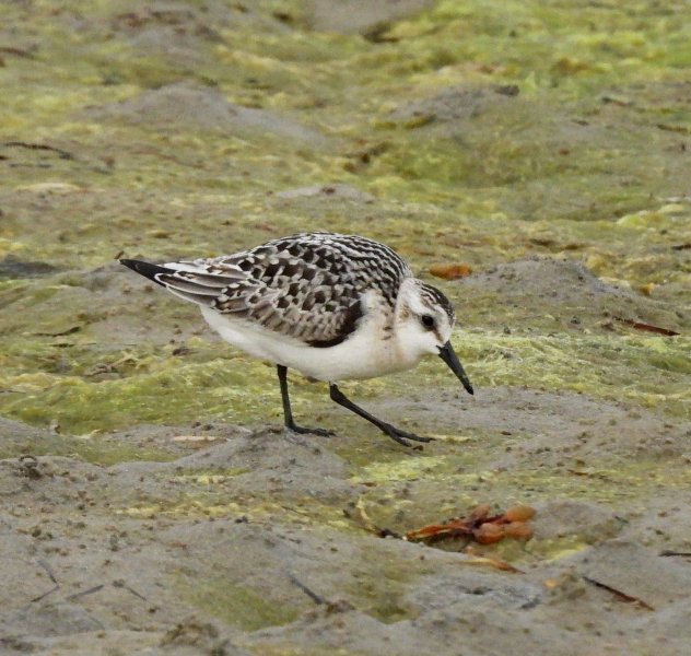 Sanderling 1.JPG