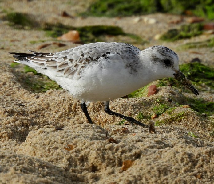 Sanderling (10).JPG