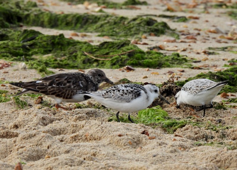 Sanderling (5).JPG