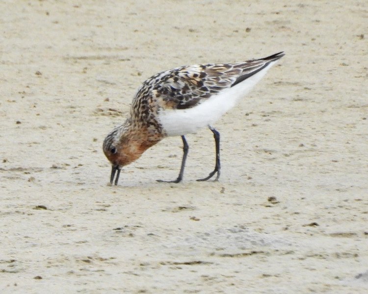 Sanderling 6.JPG