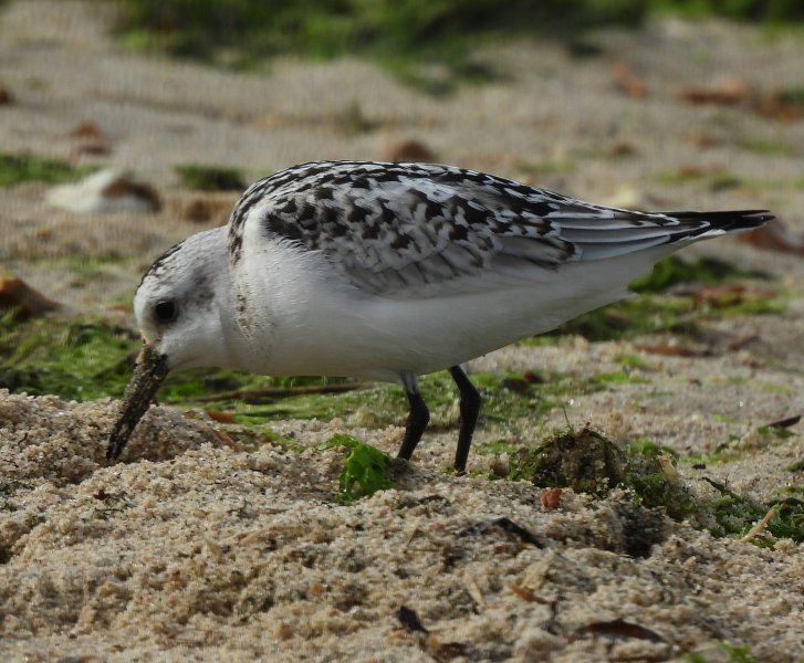 Sanderling (9).JPG