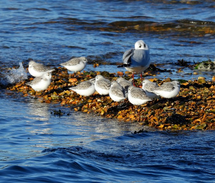 Sanderling - Brands Bay (2).JPG