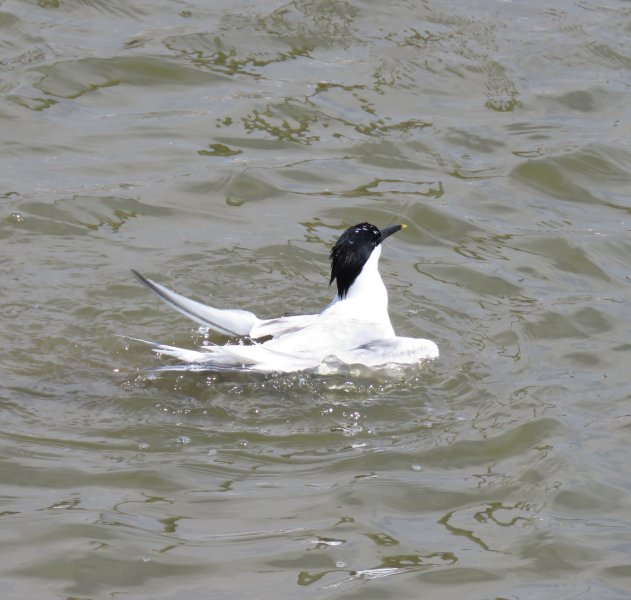 Sandwich Tern (2).JPG