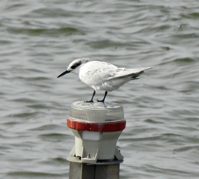 Sandwich Tern 2.JPG