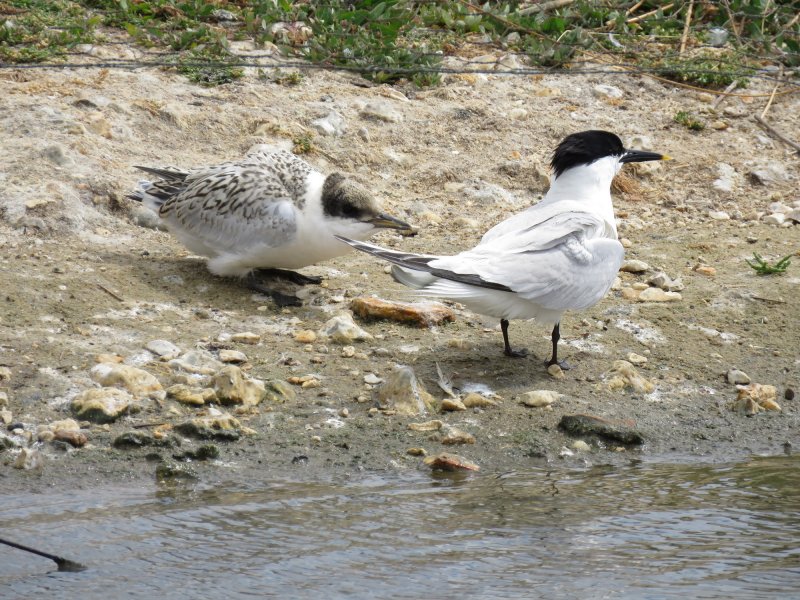 Sandwich Tern (3).JPG