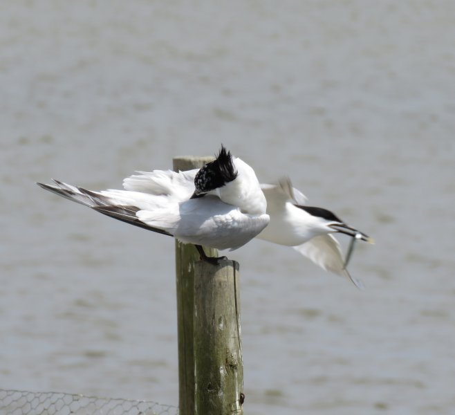 Sandwich Tern (4).JPG