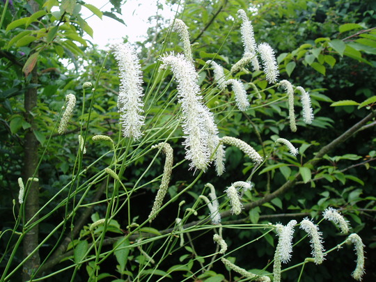 sanguisorba tenuifolia.jpg