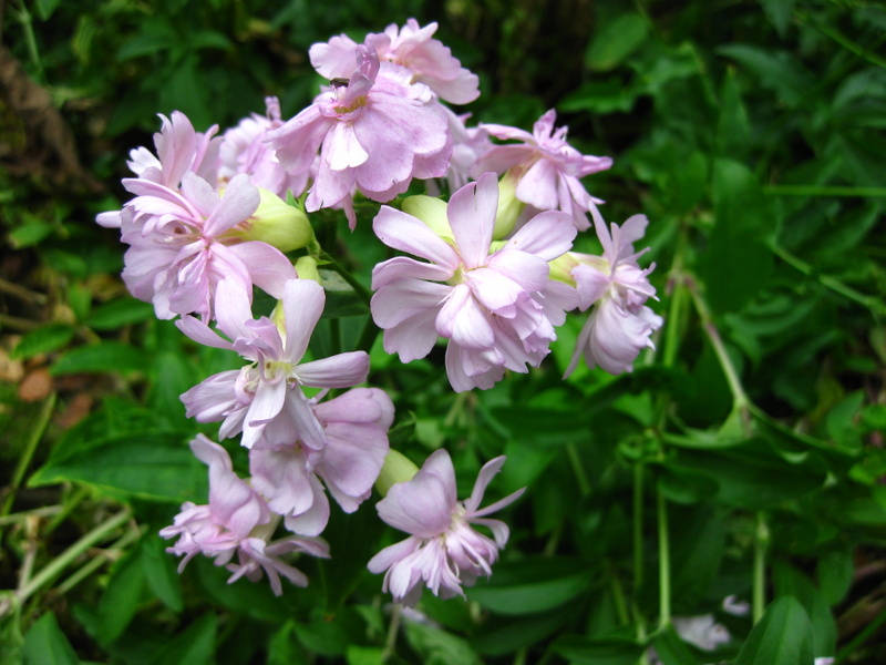 SAPONARIA  OFFICINALIS  ROSEA  PLENA 04-09-2009 13-40-24.JPG