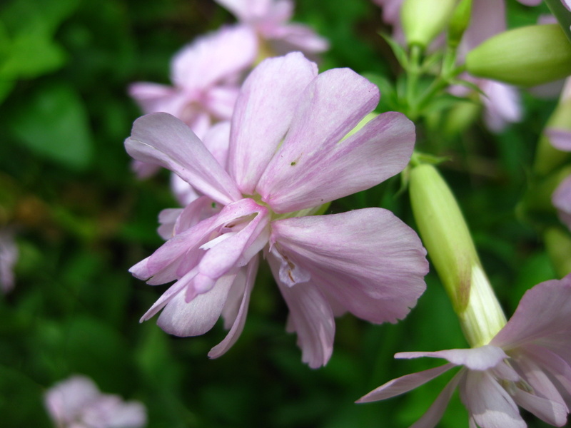 SAPONARIA  OFFICINALIS  ROSEA  PLENA 04-09-2009 13-40-47.JPG