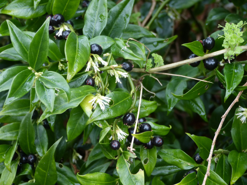 Sarcococca confusa.JPG