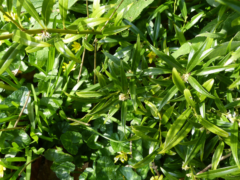 Sarcococca hookeriana.JPG