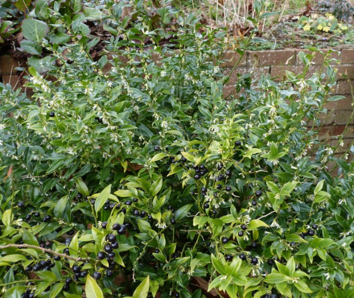 Sarcococca hookeriana.JPG