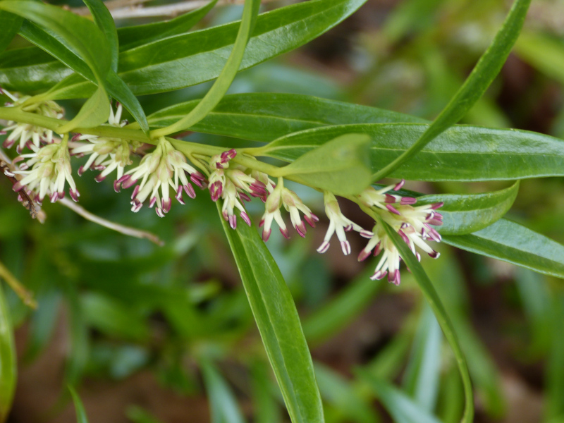 Sarcococca hookeriana.JPG