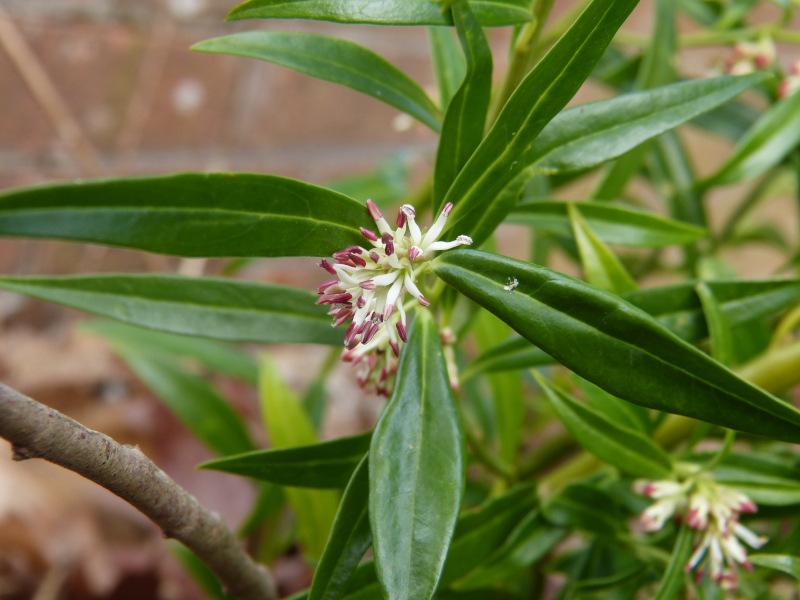 Sarcococca hookeriana macro.JPG