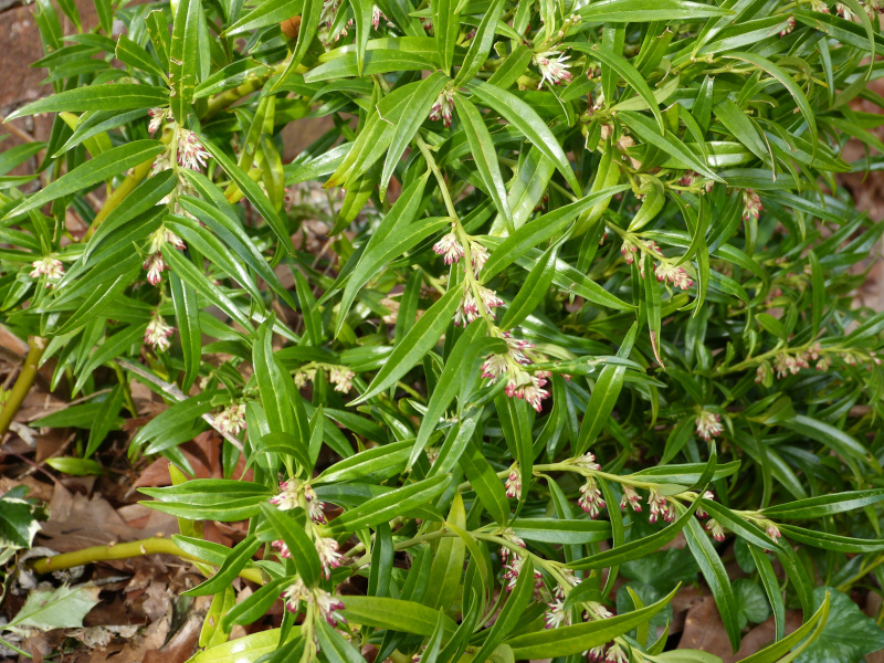 Sarcococca hookeriana2.JPG