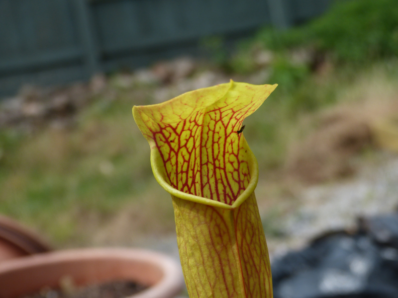 Sarracenia 1.JPG