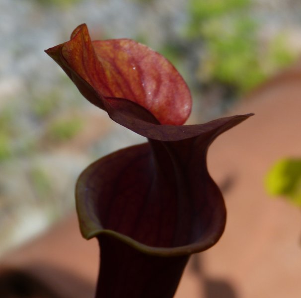 Sarracenia 11.JPG