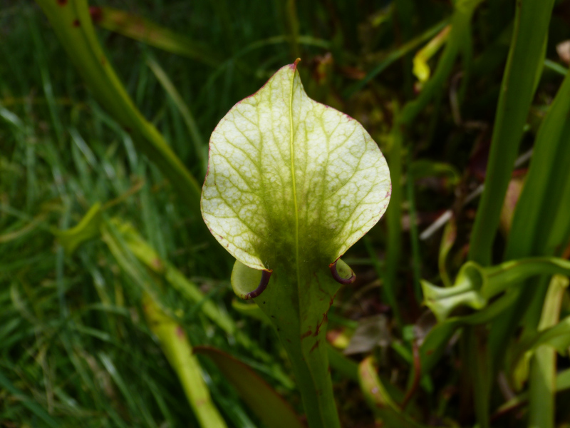 Sarracenia 2.JPG