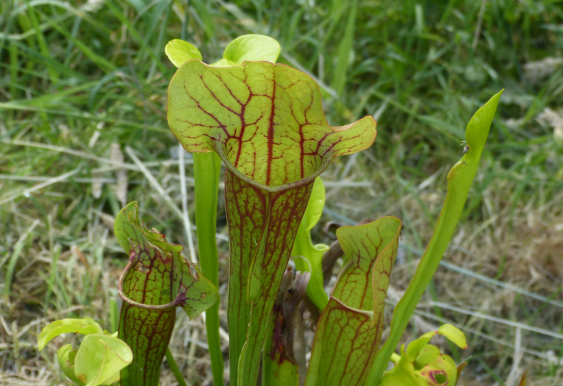 Sarracenia 2.JPG