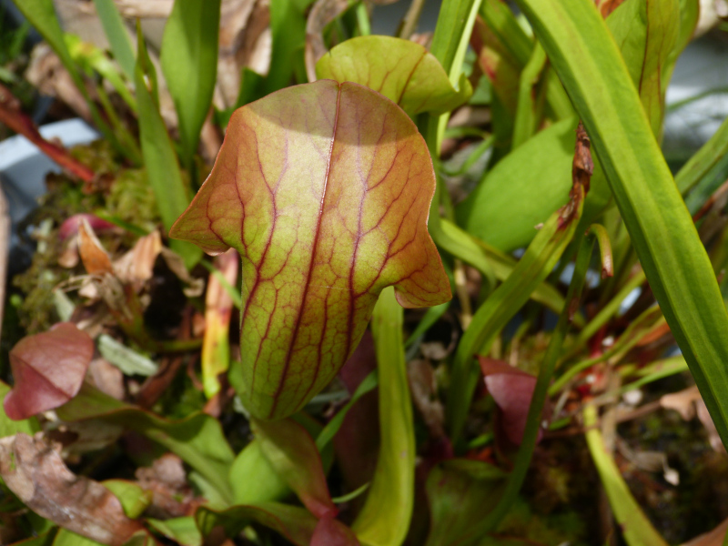 Sarracenia 3.JPG