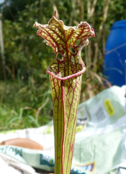 Sarracenia 3.JPG