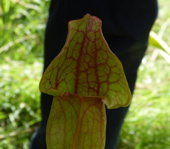 Sarracenia 4.JPG