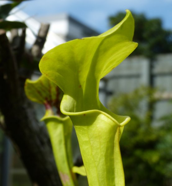 Sarracenia 6.JPG