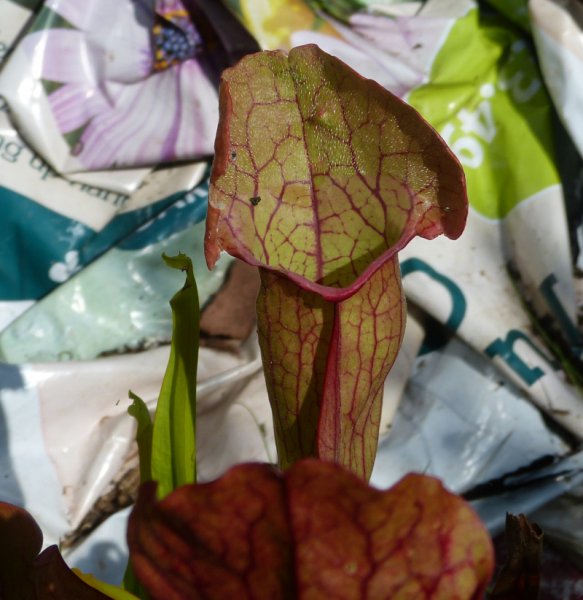 Sarracenia 8.JPG