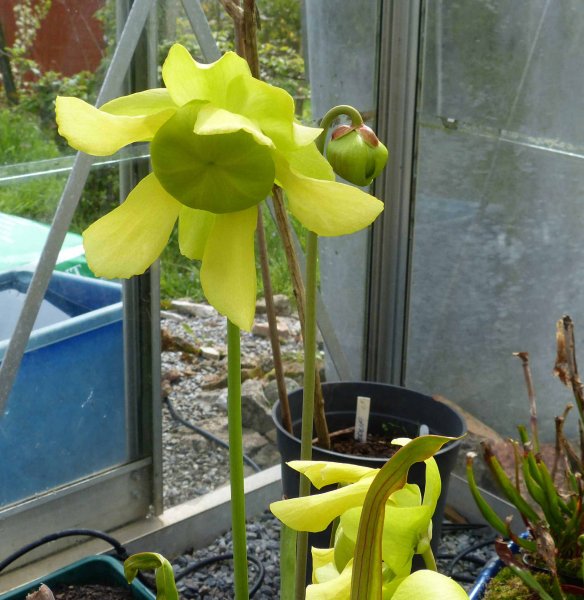 Sarracenia .JPG